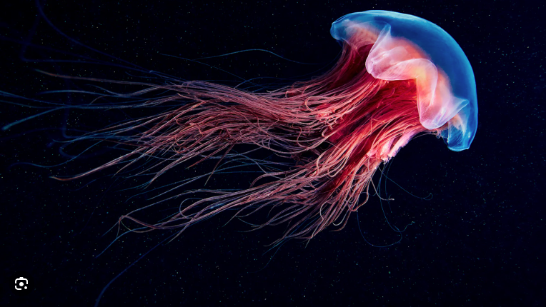 jellyfish-2-78654-1755009059.png