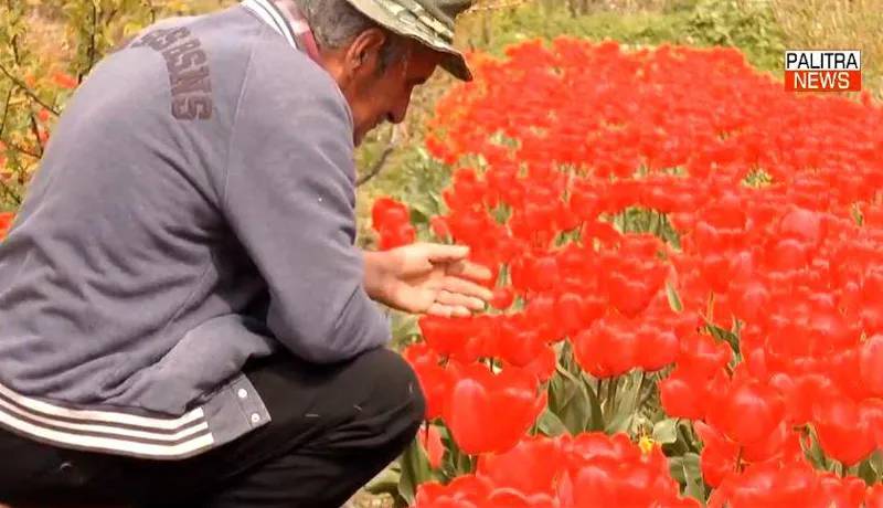 «Для меня это второе рождение» - История садовника из Гурджаани, у которого неизвестные  скупили 6000 тюльпанов