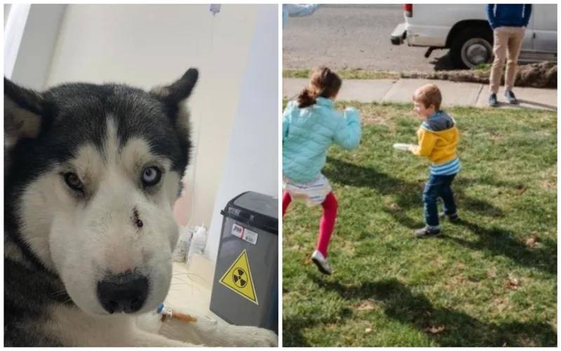«Эта собака спасла 5-летнего ребенка от гюрзы» - эмоциональная история хаски, облетевшая интернет