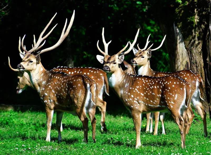 Красивейшие фотографии Бадри Вадачкория из дендрологического парка, который откроется 15 июля