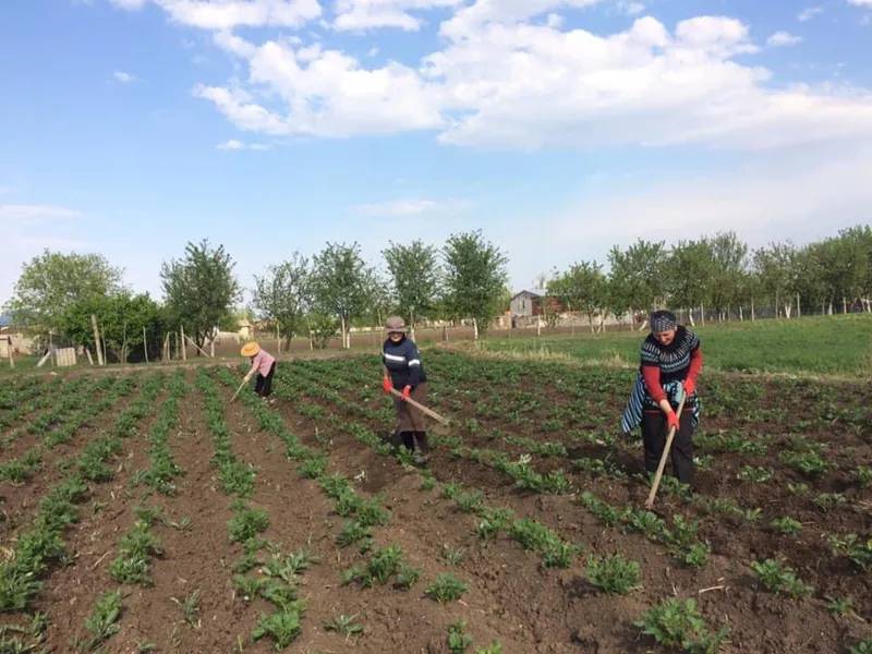 Фото дня: марнеульские женщины обработали земельный участок и спасли урожай картофеля семьи, инфицированной COVID-19