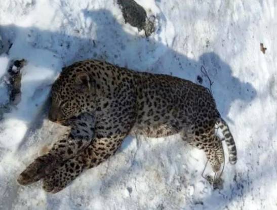 Браконьеры убили внесенного в Красную книгу леопарда в оккупированной Абхазии