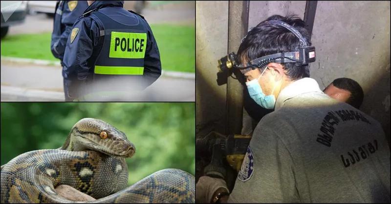 «Патруль начал эвакуацию населения…» - В Тбилиси поймали питона