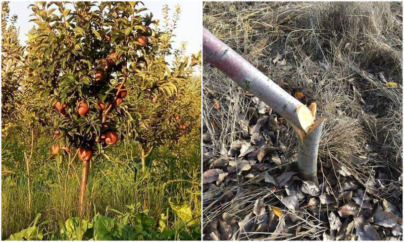 «У меня болит сердце, они вырубили деревья, которые 20 лет назад посадил мой отец» -  фермеру вырубили яблоневый сад