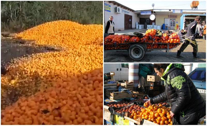 «Русские смеются над нами, говорят, что мы хорошо живем…» - в Абхазии ежегодно выбрасывают тонны мандаринов