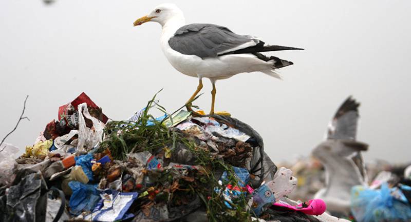 «Последние годы мы живем посреди мусора» - жителей Сухуми беспокоят свалки