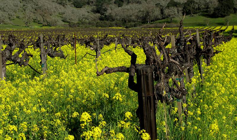 Что такое «дикая лоза» и почему Грузия именуется первым очагом культурной лозы