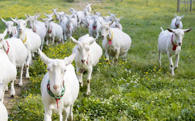 Министерство сельского хозяйства объявило тендер на приобретение активных и темпераментных коз