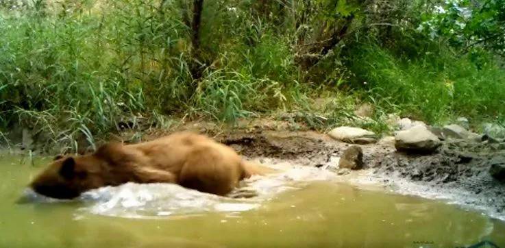 Семья медведей нашла лучший способ охладиться - видео из национального парка Вашловани