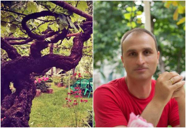 История 100-летней виноградной лозы, хозяин которой не продал ее даже за полмиллиона