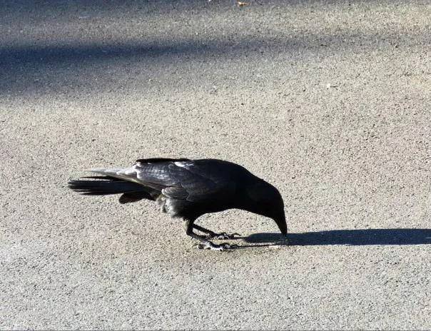 В результате нападения вороны в Тбилиси пострадали несколько человек