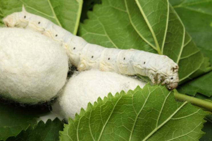 Новая вакцина против коронавируса будет изготовлена ​​из белка тутового шелкопряда