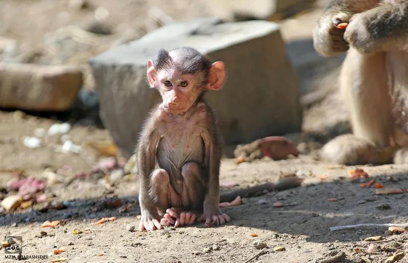 «У него прическа лысеющего человека, и ветром ее поддувает то вправо, то влево» - познакомьтесь с новым обитателем Тбилисского зоопарка