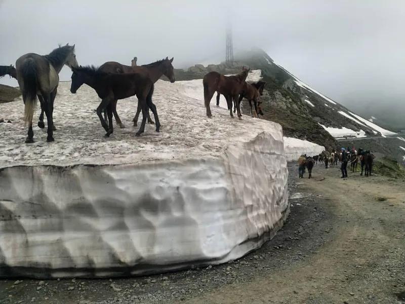 Фото дня из Тушети - Кони на заснеженном перевале ...