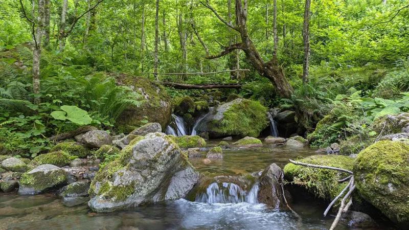 4 охраняемые территории Грузии включены в список всемирного природного наследия ЮНЕСКО