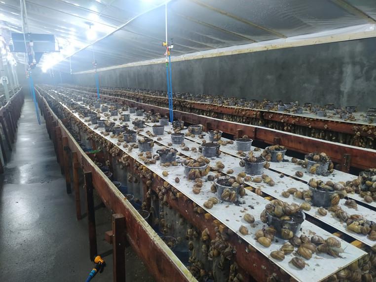 В Самегрело продается улиточная ферма – «Оказалось, что этой ферме были нужны более опытные и квалифицированные кадры»