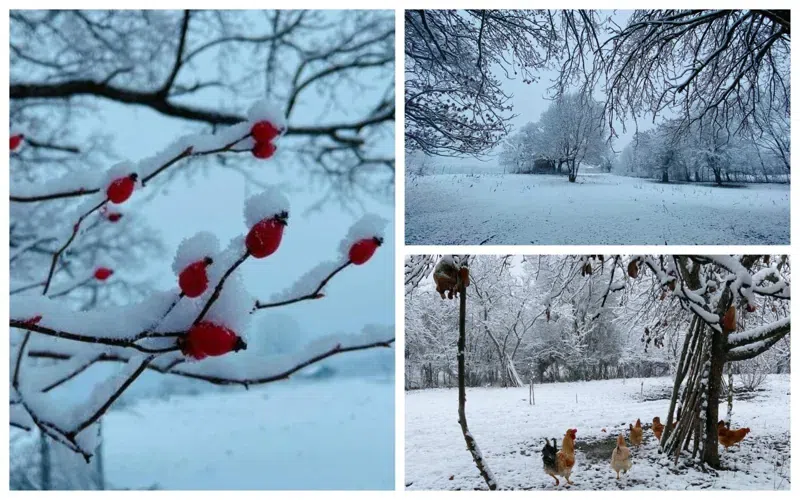«Было такое белое утро ...» - красивые фото из заснеженного Тианети