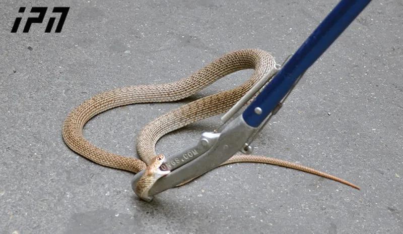 «Гнездились в стенах и потолке» - В одном из домов в Вани обнаружены десятки пресмыкающихся