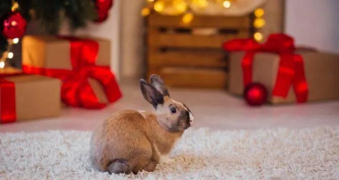 Блюда, которые помогут завоевать расположение Кролика  - Советы для привлечения изобилия в 2023 году