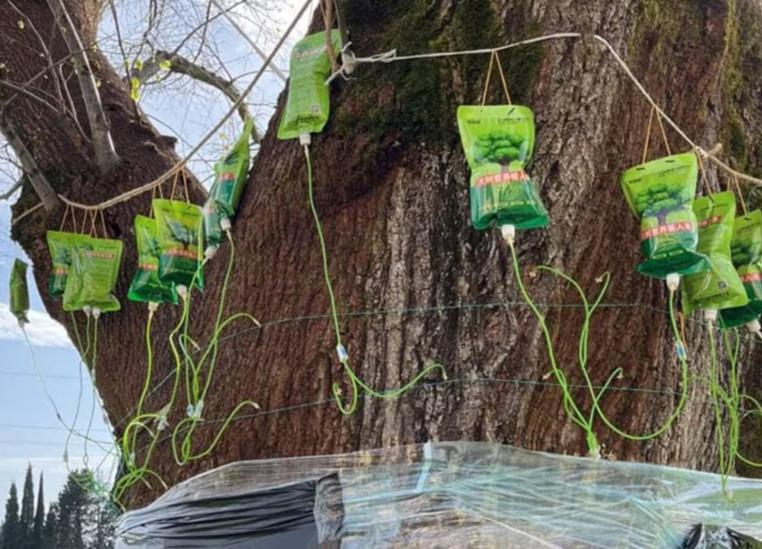 Абхазы лечат древнюю липу китайскими капельницами