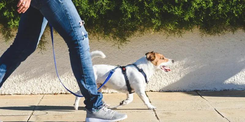 Планируется увеличение штрафа за выгул собаки на открытом пространстве без поводка или намордника