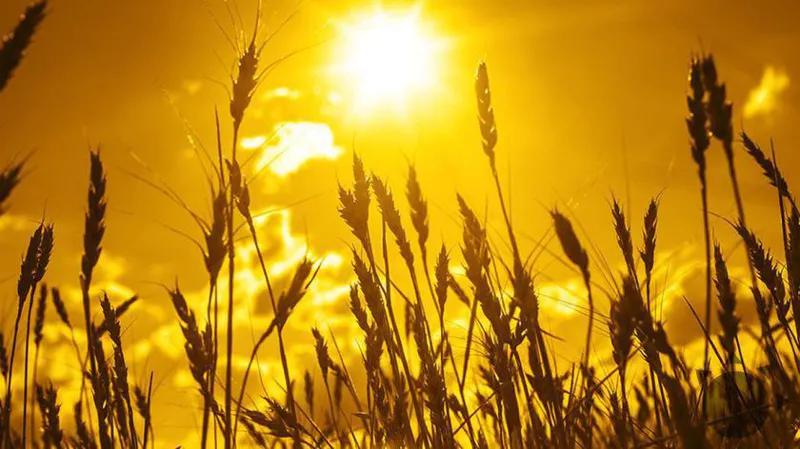 В Грузии ожидается тепловая волна - «Высокие температуры являются благоприятными условиями для активизации процессов, связанных с лесными пожарами и таянием ледников»