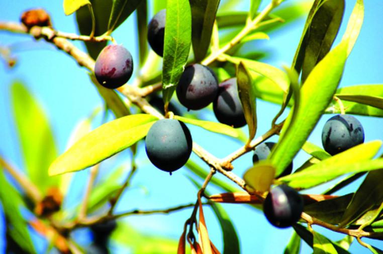 «Мы удивили весь мир – в грузинских оливках нашли новые вкусы, которых раньше не было ни в одной стране»