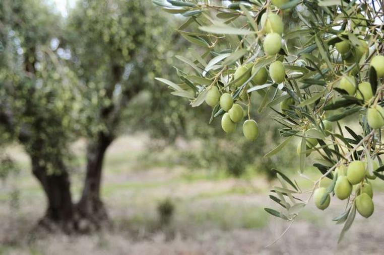 Доход с 1 гектара плантации - до 15 тысяч долларов - грузинские инвесторы создают хаб оливок в Казахстане