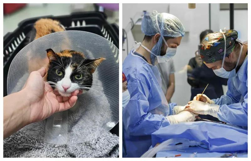 Впервые в Грузии кошке протезировали конечность – какую информацию и фото распространяет Аграрный университет?