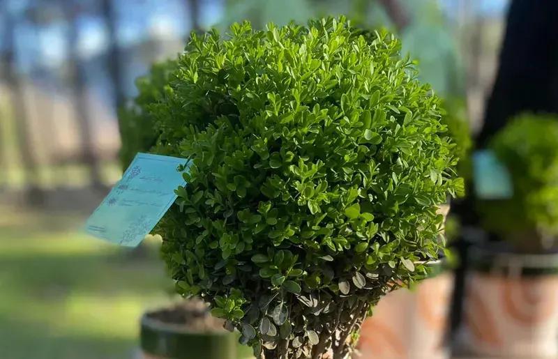 Министерство охраны окружающей среды и сельского хозяйства ужесточает контроль за срезанием самшита