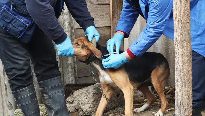 Замглавы Управления по надзору за инфекционными болезнями животных – В текущем году в Грузии подтверждено 14 случаев бешенства