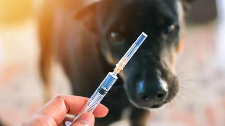 «Разыскиваются лица, которые контактировали с собакой в районе Африка… У животного подтвердилось бешенство» - экстренное сообщение НАП