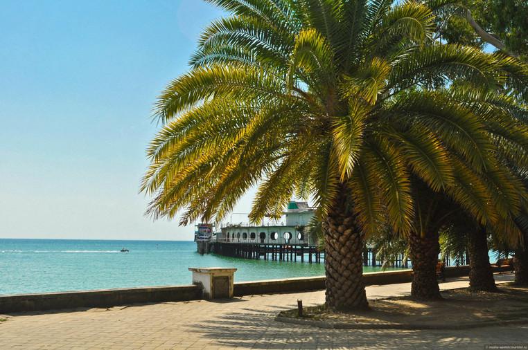 Абхазским пальмам угрожает вырождение