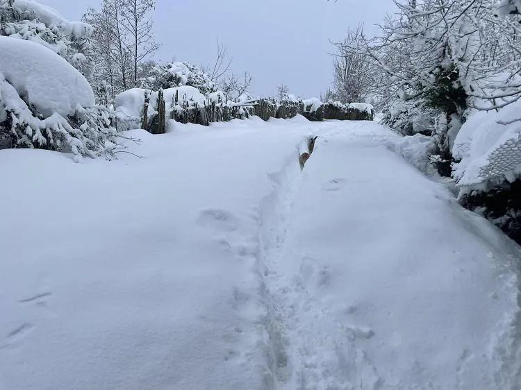 «Застряли дети и старики — несколько одиноких людей вообще не выходят на контакт» — какова ситуация в Ланчхути и Чохатаури