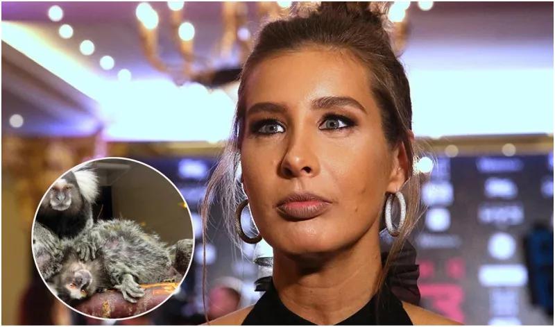 Обезьяны за 3500 долларов, королевские доги и редкие павлины на виллах в Москве и Беларуси — что рассказывает Топурия о роскошном приобретении