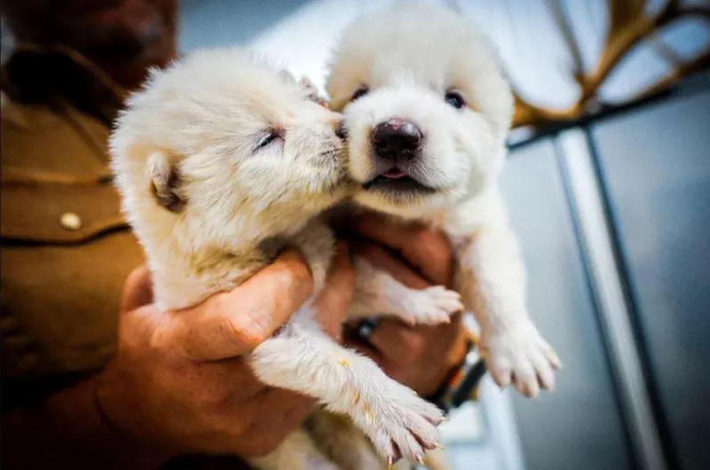 Впервые в истории ученым удалось возродить вид волка, вымершего 12 000 лет назад