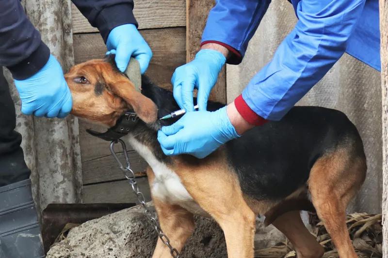 По информации Национального агентства продовольствия, в муниципалитете Дедоплисцкаро зафиксирован случай бешенства у собаки