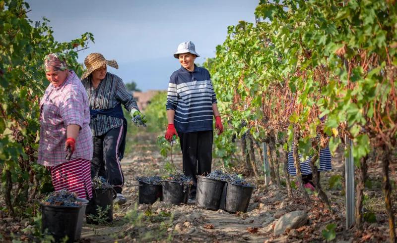 Национальное агентство вина –  В рамках «Ртвели 2025» излишки винограда будет принимать государственное предприятие – Субсидии частным винодельческим компаниям выдаваться больше не будут