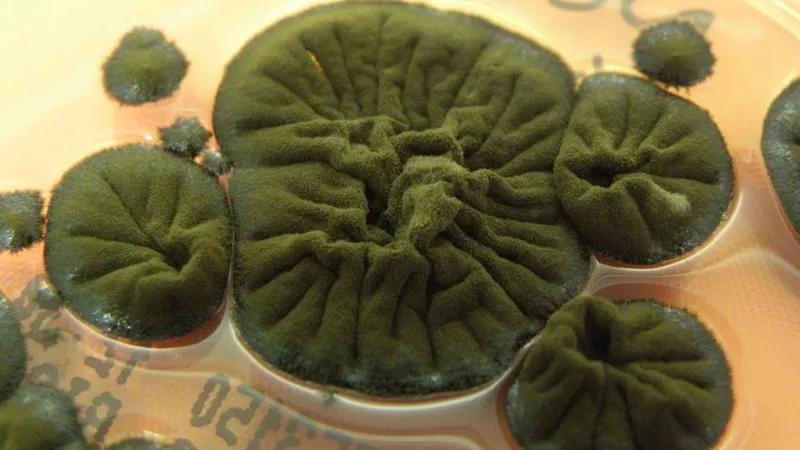 В Чернобыле происходит что-то странное - на АЭС обнаружен гриб, который питается радиацией и преобразует ее в энергию