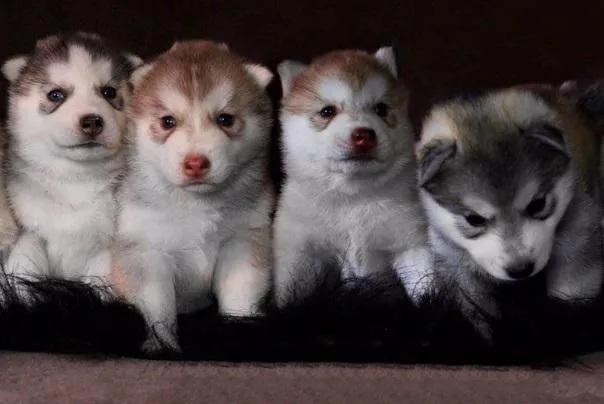 На разведение каких пород собак объявляется мораторий – постановление премьера, вступающее в силу 1 июля