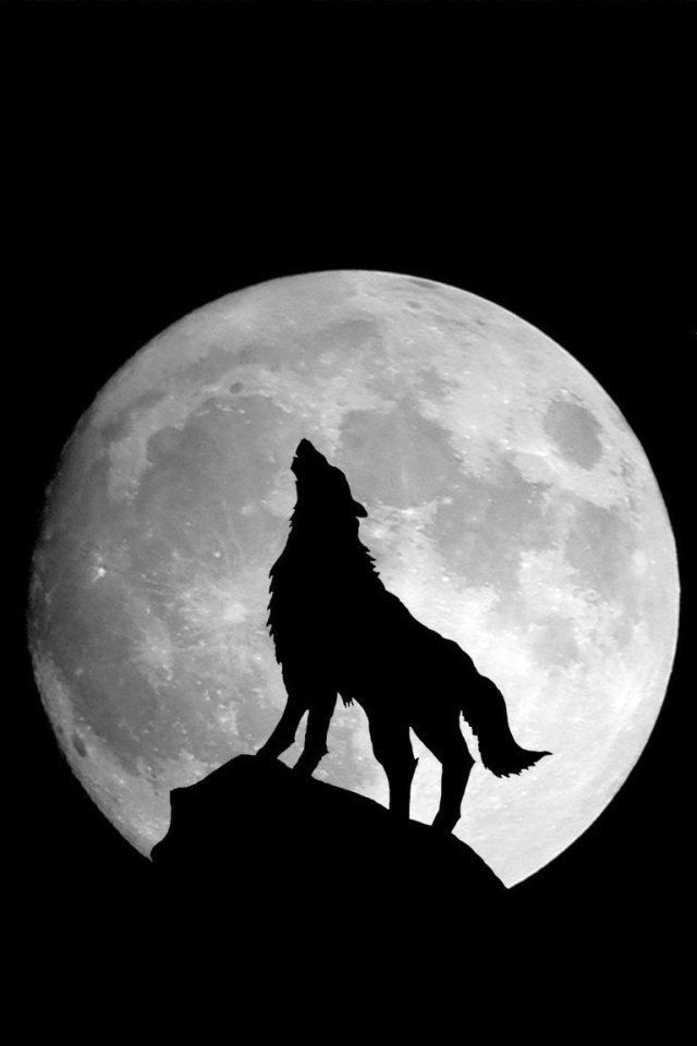 full-moon-and-wolf-1706000370-1706019927.jpg